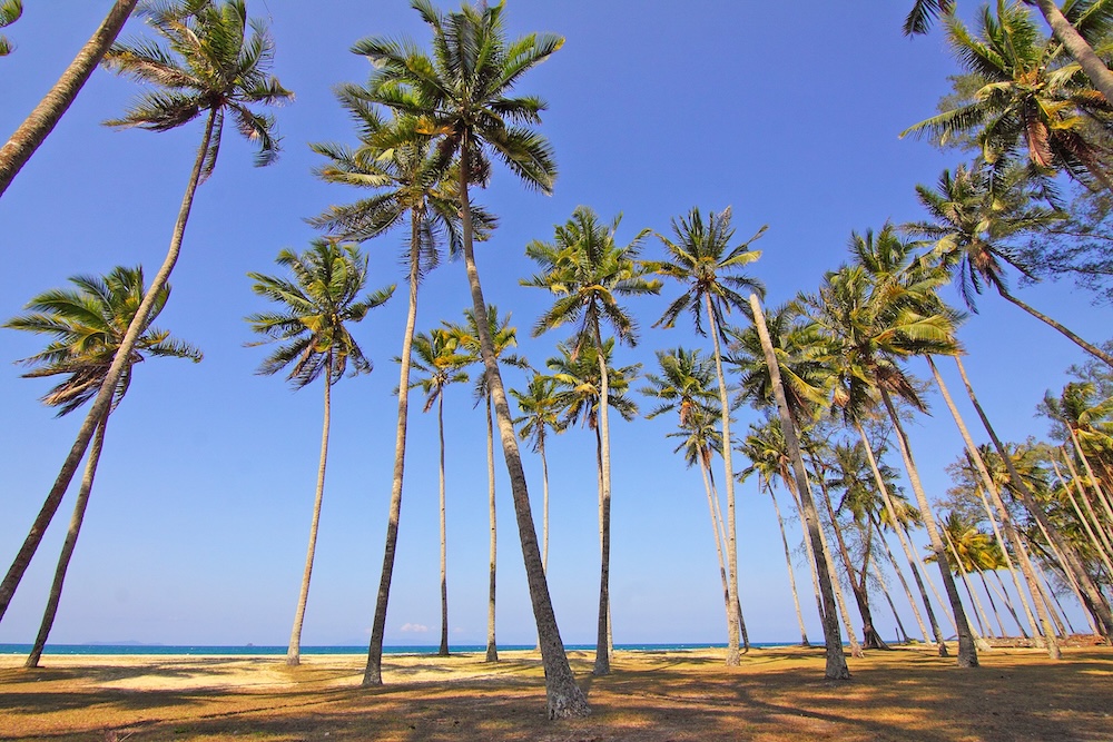 Palmen an einem tropischen Strand in Khao Lak