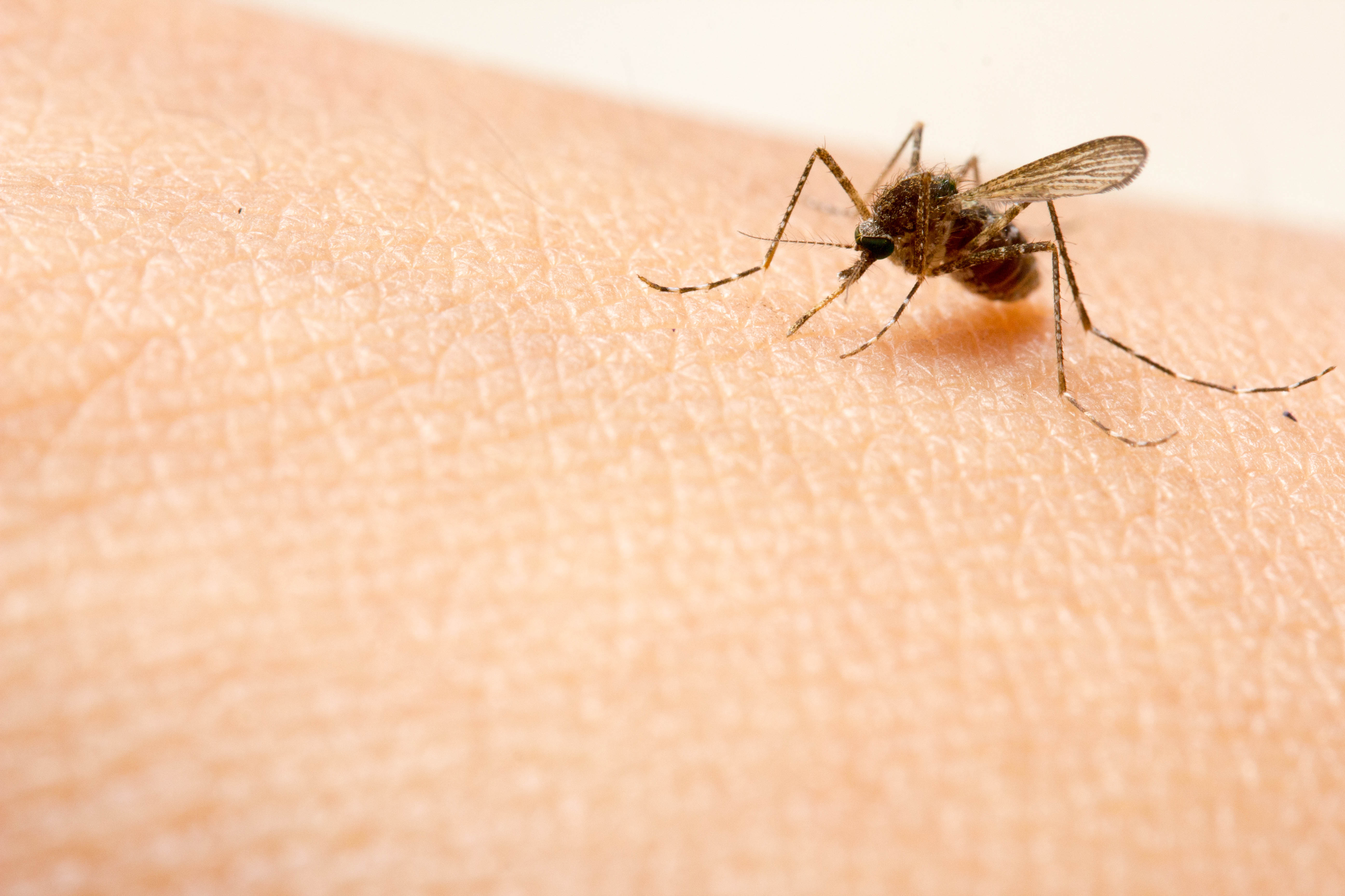 Dengue-Fieber Khaolak Moskitostich auf Haut
