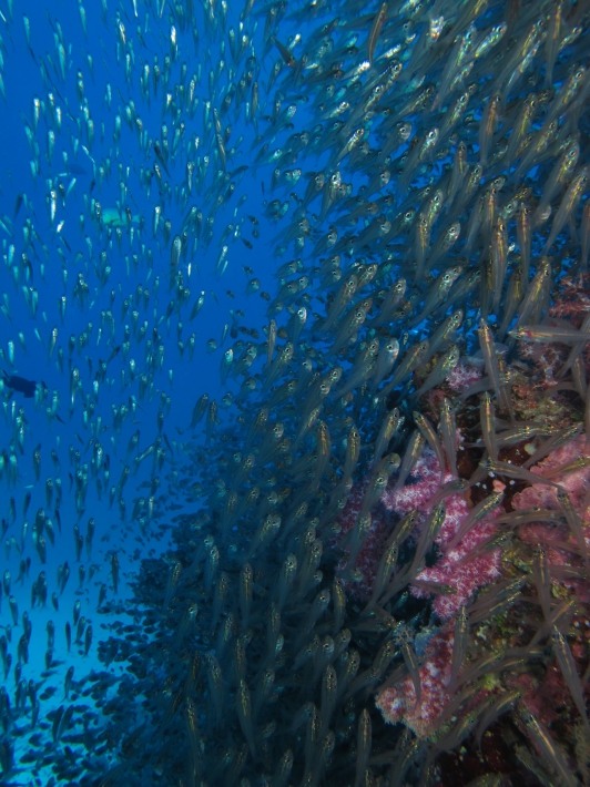 Weichkorallen Glasfische