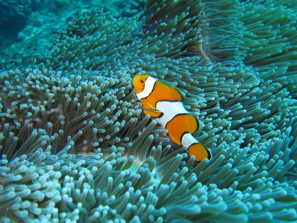 Nemo gibt es immer noch - Garantiert!