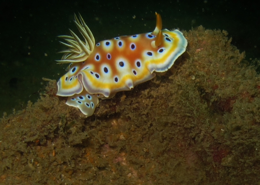 nacktschnecke